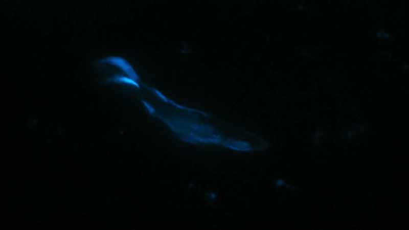 Any movement in the water picks up a glow, even these fish