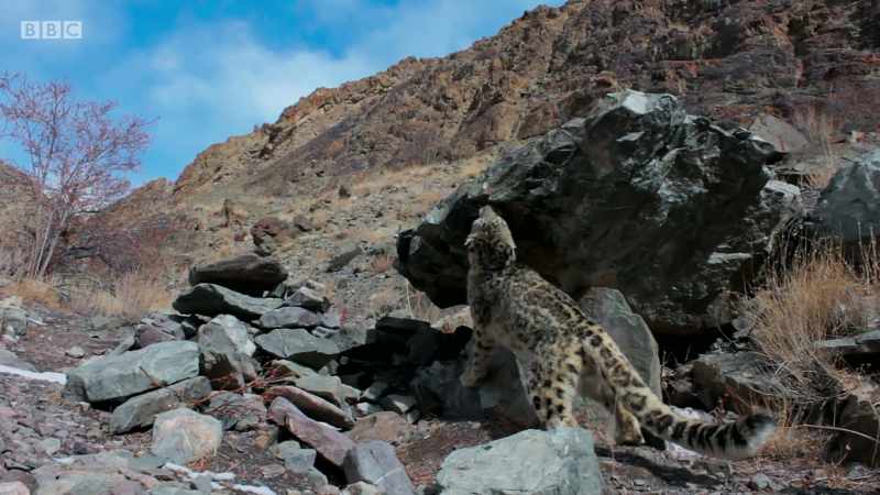 Any other leopard can know which of its neighbours passed this way