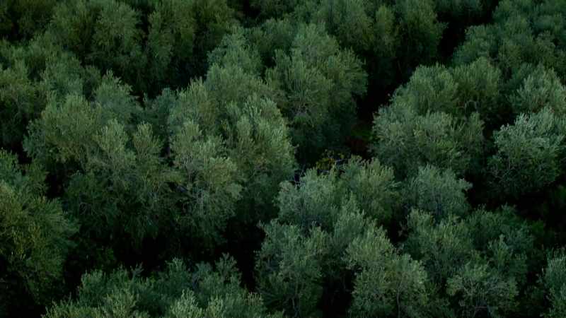 Anything less than 50 trees, fully picked today
