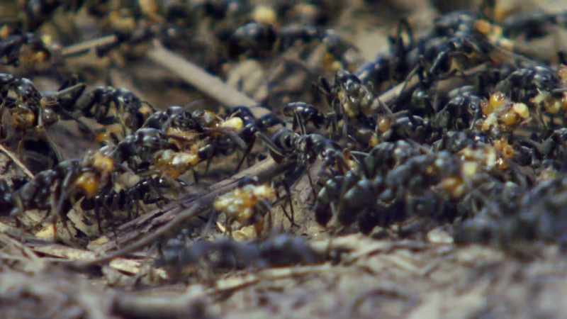 Anyway, once the ants kill a bunch of termites