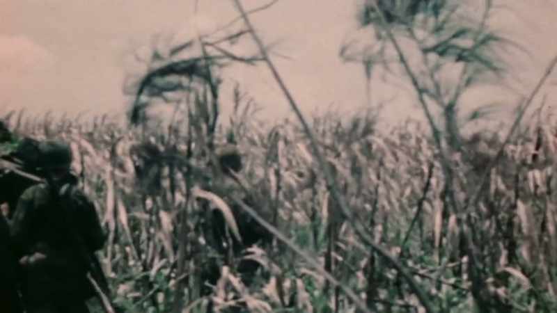 ANYWHERE WITHIN THE 10-FOOT STALKS