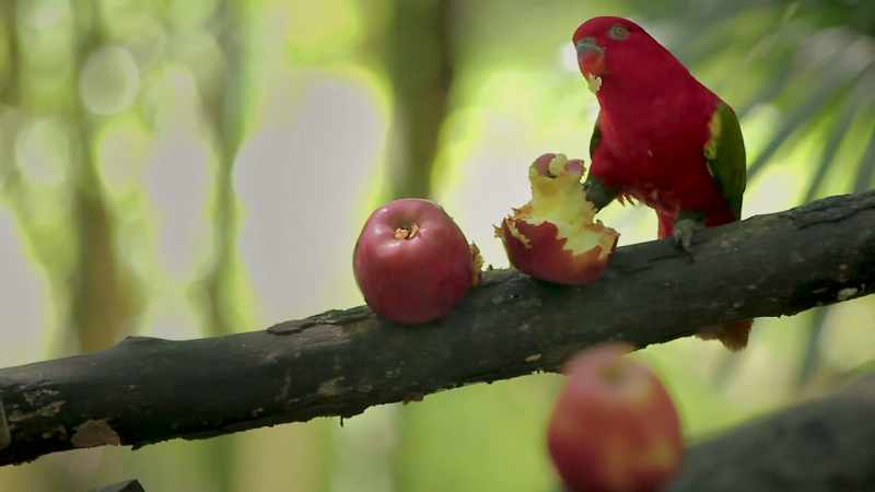 Apples are the connection between species