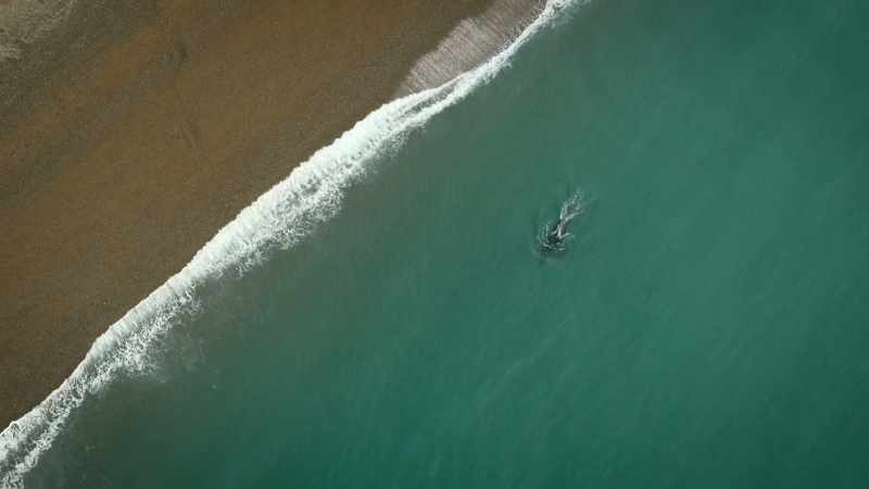 Approaching the hunting beach, the matriarch stops vocalizing