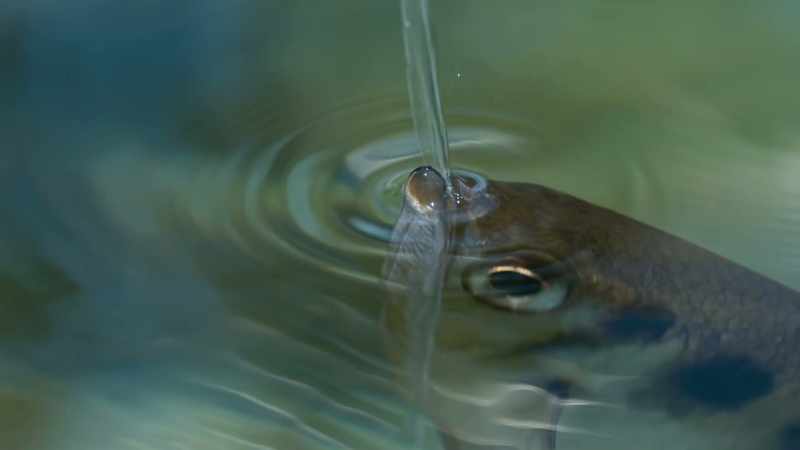Archerfish use jets of water like arrows
