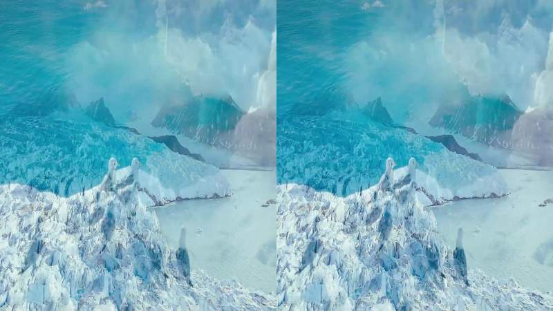 Arctic animals need ice to survive