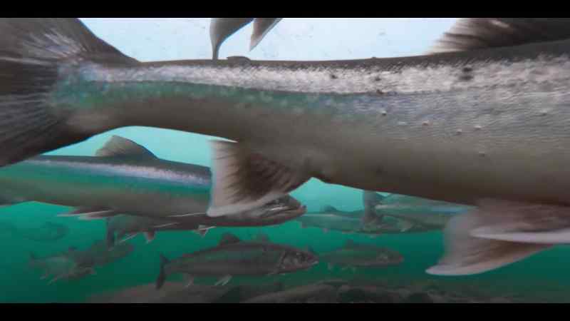 Arctic char, imprisoned by the ice