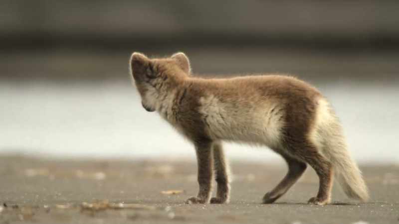 Arctic foxes are not natural swimmers