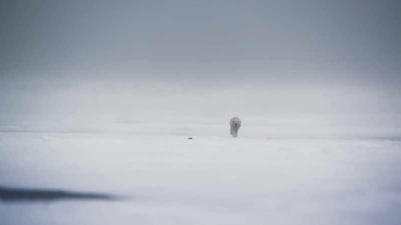 Arctic foxes are wanderers