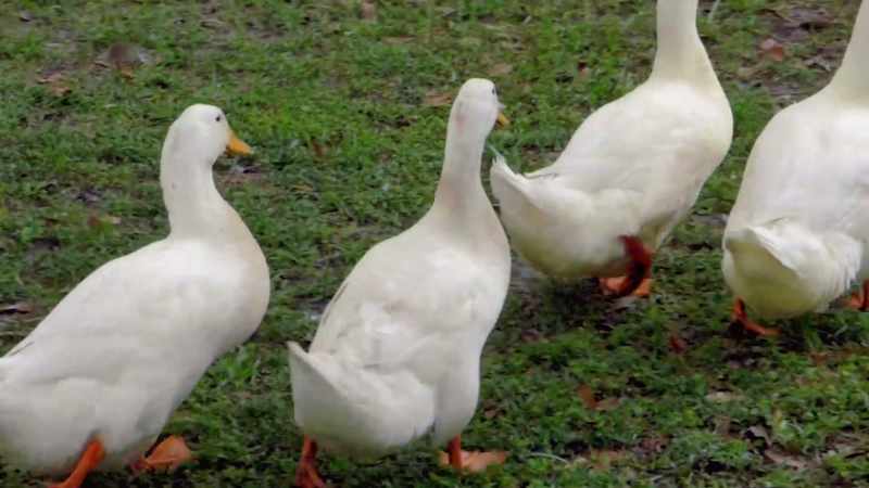 Are you actually a duck?