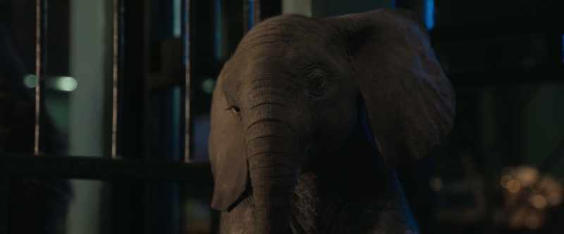Are all animals free in the wild?