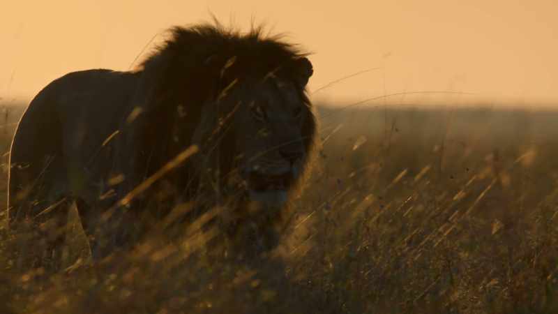 Are searching for a pride to take over as their own