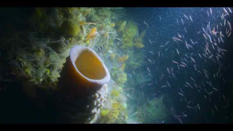Are the oldest living animals on Earth