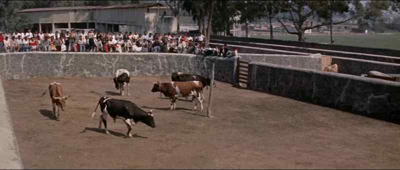 Are those the bulls?