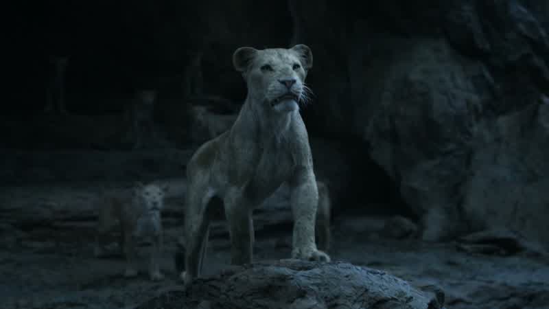 Are you with me lions