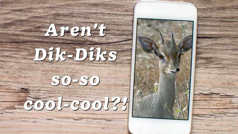 Aren't dik-diks so-so cool-cool?