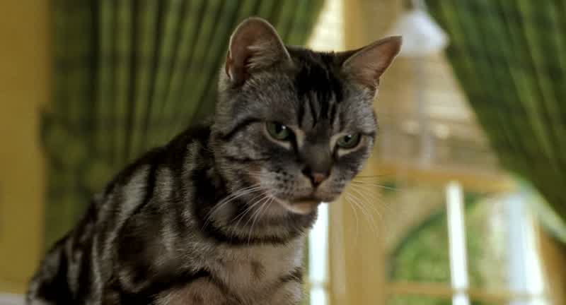 Aren't you gonna run WhyBecause you're a mouseI'm not just a mouseI'm also a member of this familyA mouse with a pet catA mouse with a pet catI guess that is pretty funnyPretty funny I'm gonna wet my