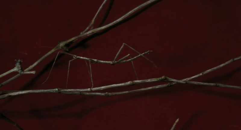 Aren't you peculiar posing as a twig?