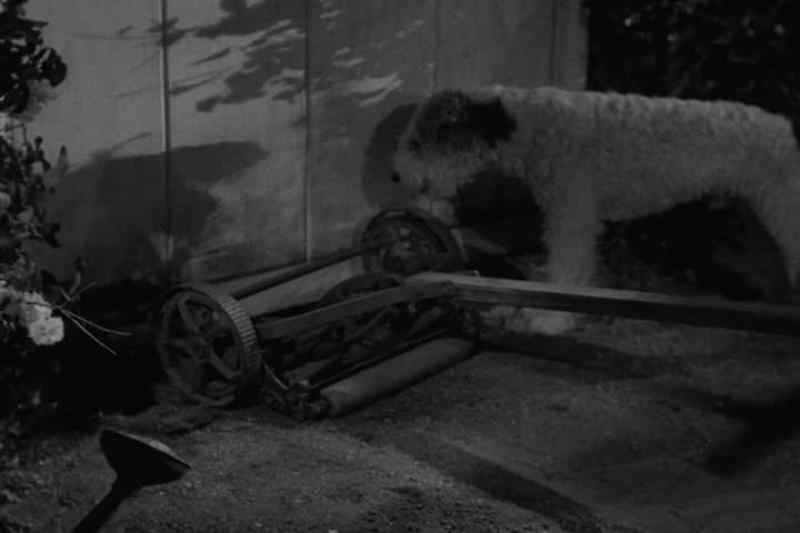 [ARF ARF]
