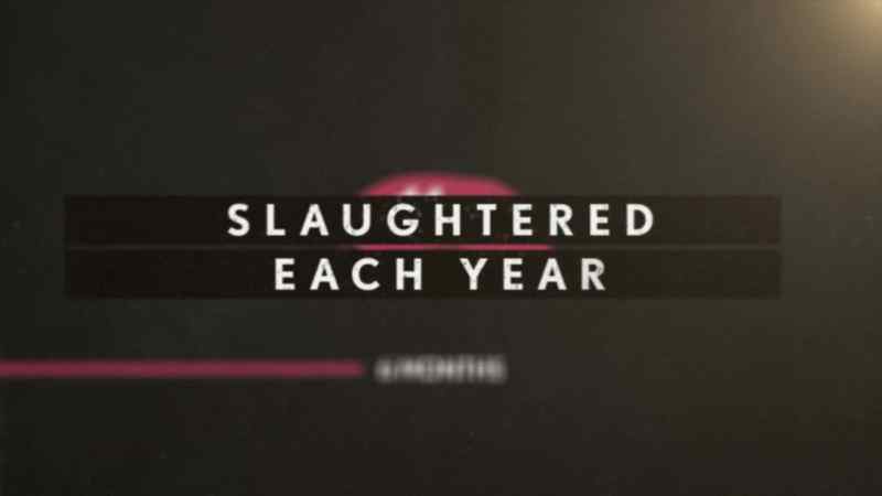 Around 11 million pigs are slaughtered
