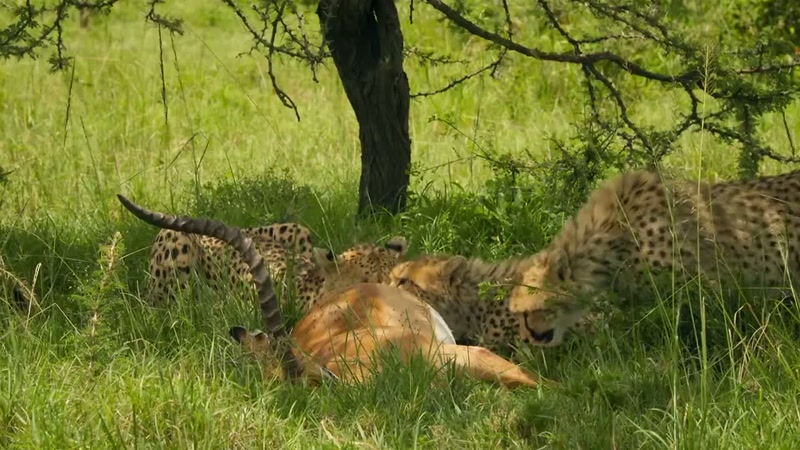 'Around 80% of cheetah cubs here