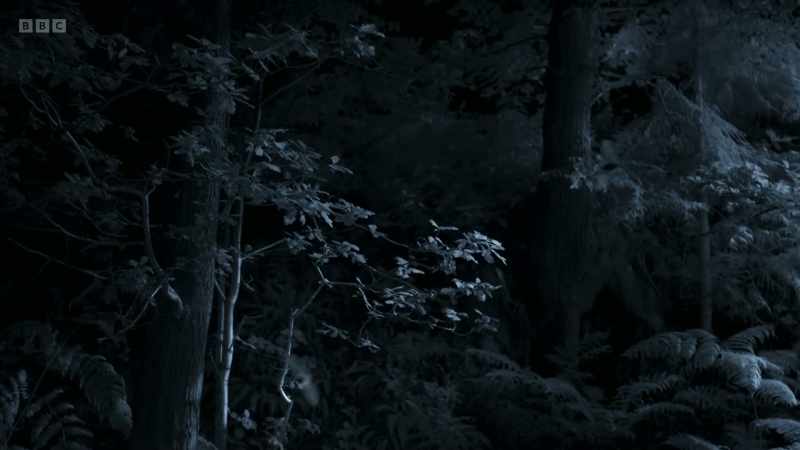 Around midnight, the bats disappear back into the caves below