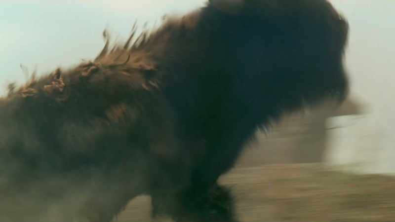 (ARROWS WHISTLE) -(BISON GROWLS)
