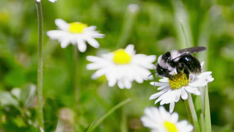 As a consequence, they can collect more nectar from more flowers