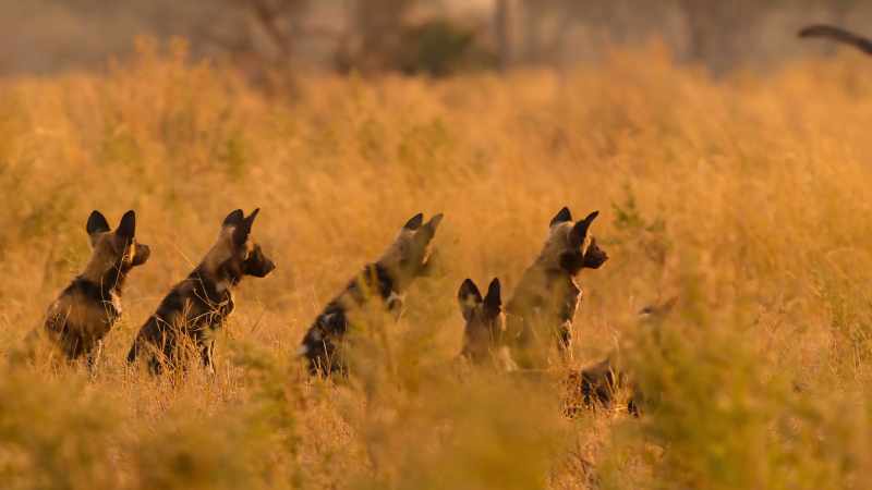 As a final resort, Venus has come back to the savanna