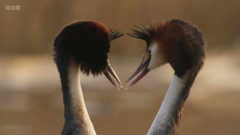 As a prologue, the birds shake their heads