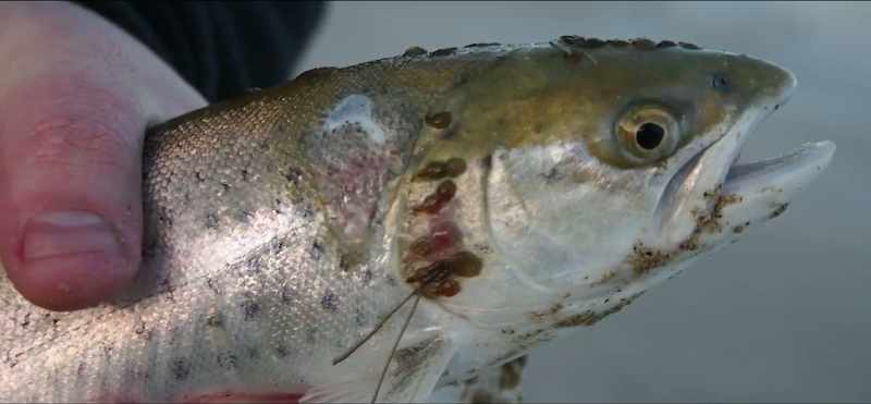 As a result, pesticides, disinfectants