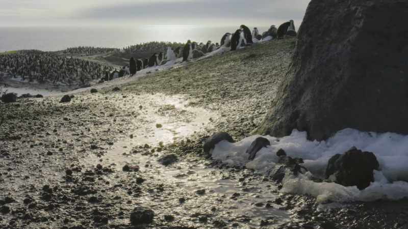 As a result, the penguins' carefully constructed platforms