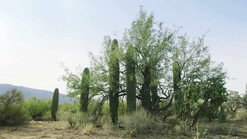 As a young cactus grows