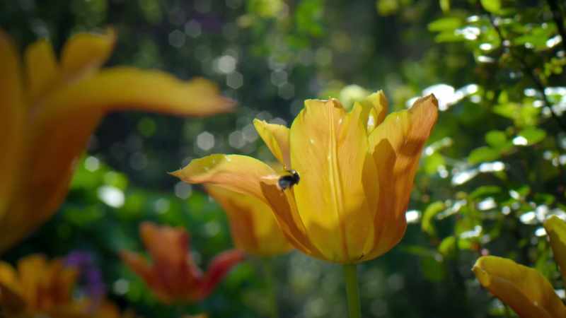 As bees fly, they gain a positive charge from the atmosphere