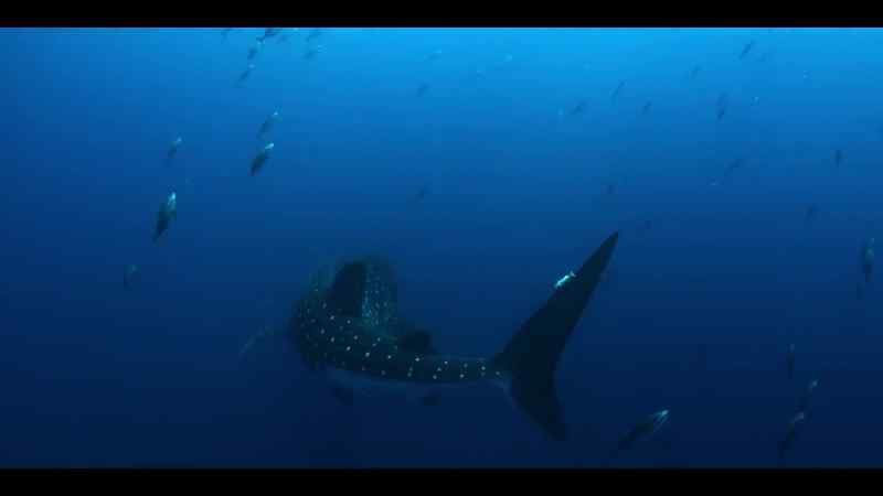 As they close in, the small tuna charge ahead