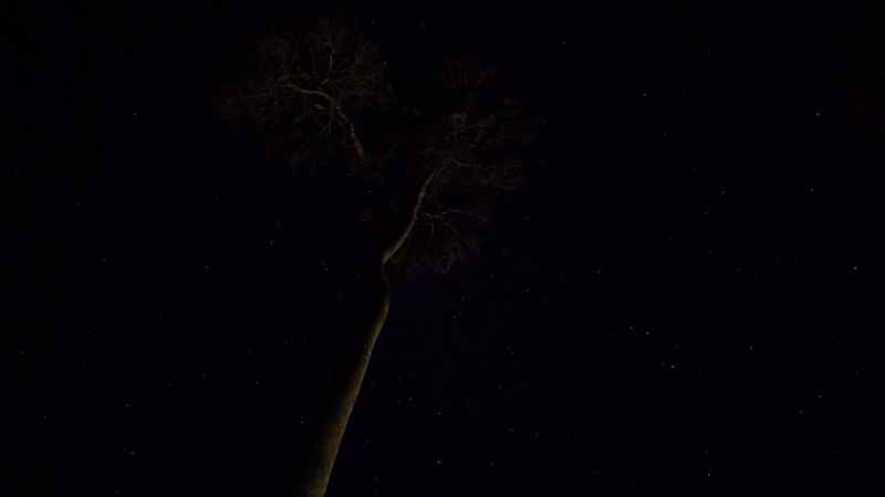 As day turns to night and the forest plunges into darkness