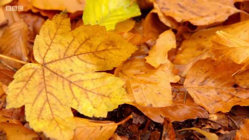 As deciduous trees shut down