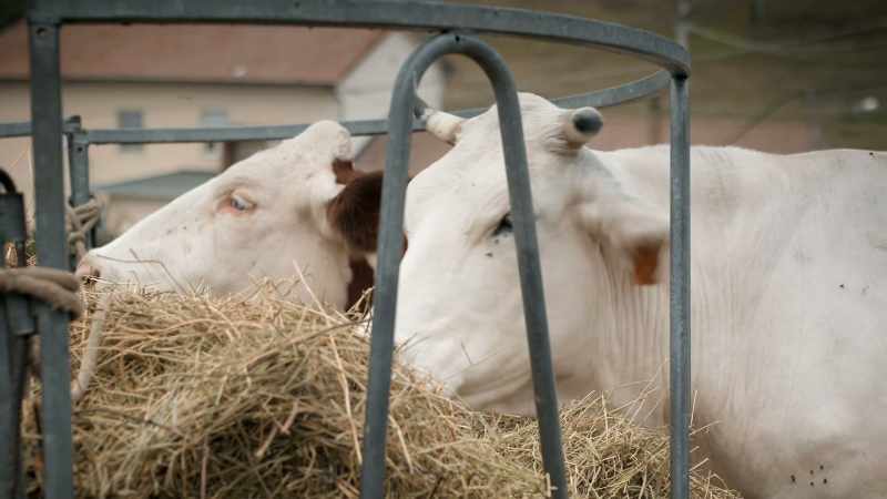 As demand for milk grew in the 1960s