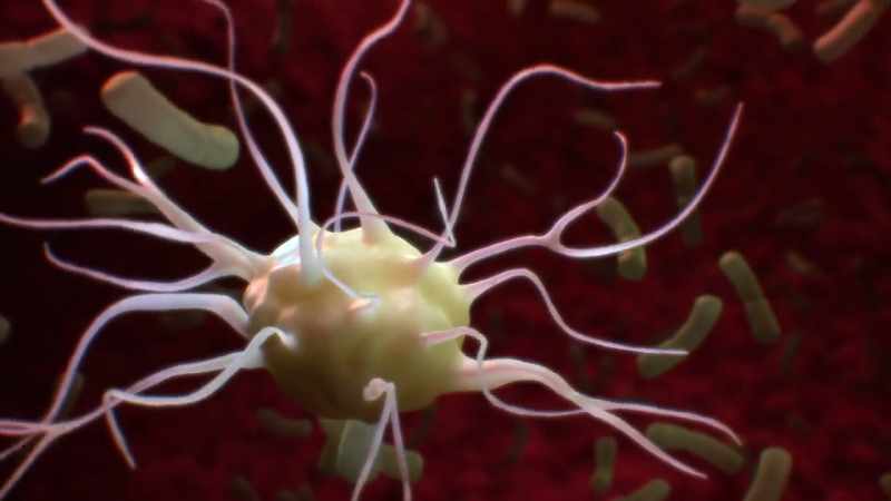 As we digest, these cells learn to tell the difference between friend and foe