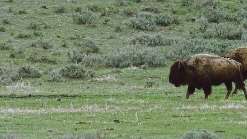 As elk become less plentiful, bison fill the void
