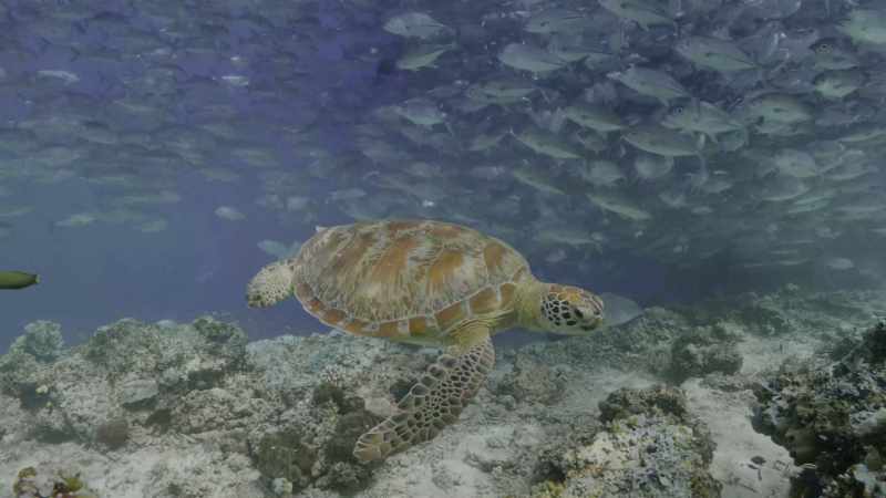 As we explore every part of the remote seas