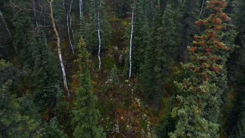 As far as I can see, black spruce trees