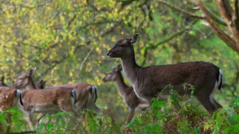 As they fight, the does sidle away