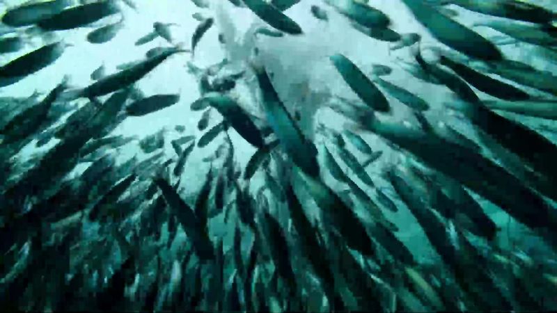 As fish are driven to the surface, they come within range of pelicans