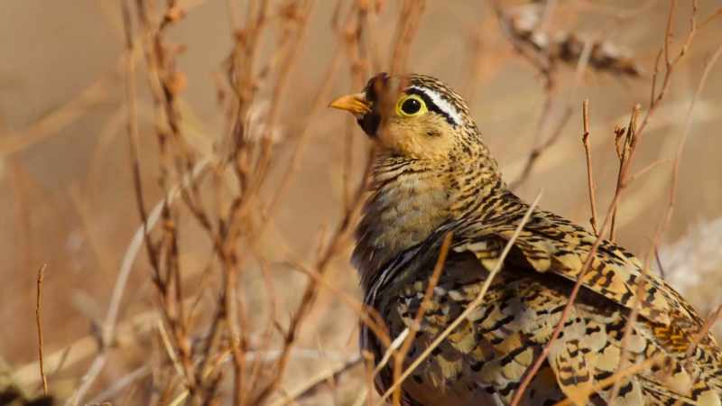 As ground-nesting birds, these newly hatched chicks