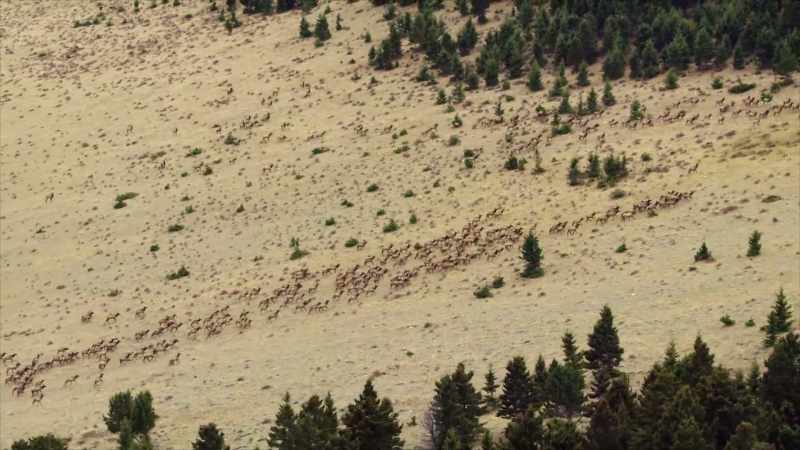 As many as 20,000 elk begin an epic migration