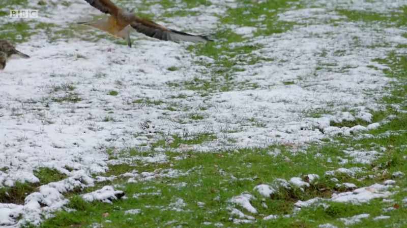 As even more birds arrive