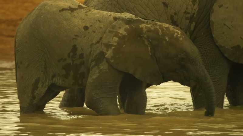 As Nalla's baby learns to use his trunk to drink