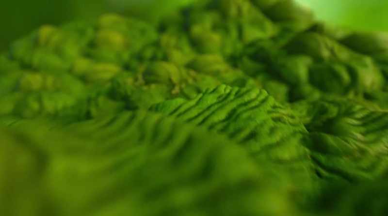 As plants photosynthesize