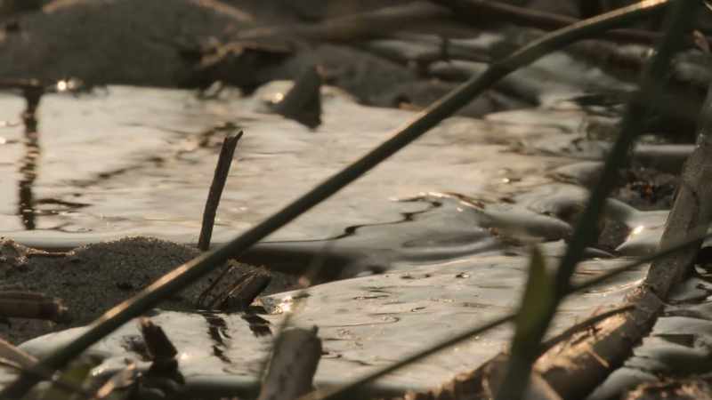 As pools and channels refill, the animals return