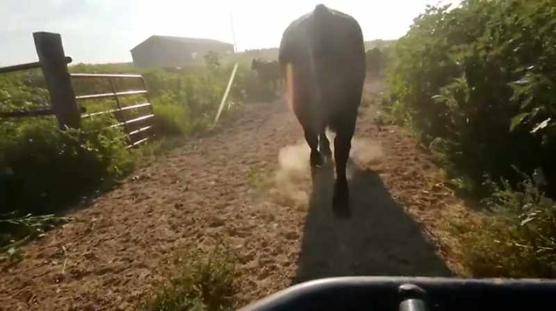 AS RANCHERS